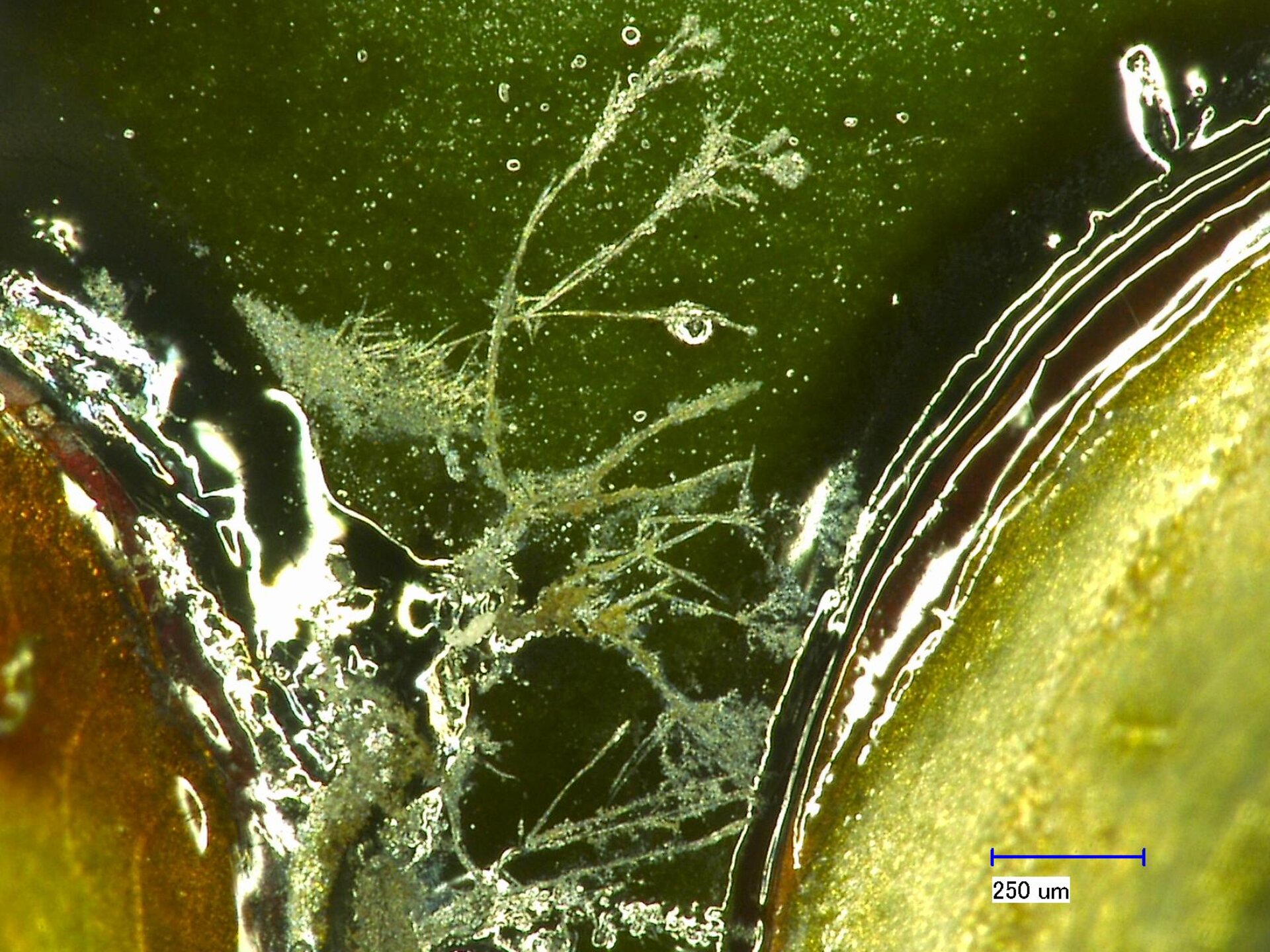Se muestra una imagen de fallo de dendritas en una placa de circuito impreso. | © ZESTRON